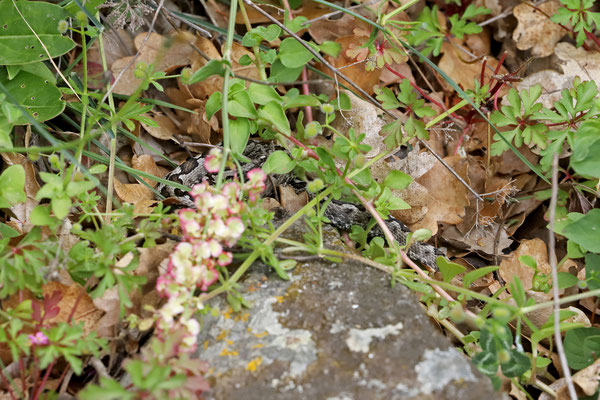 Cryptically basking Nose-horned Viper (Vipera ammodytes) 
