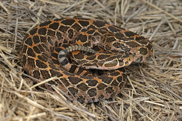Mexican Lanceheaded Rattlesnake (Crotalus polystictus) 