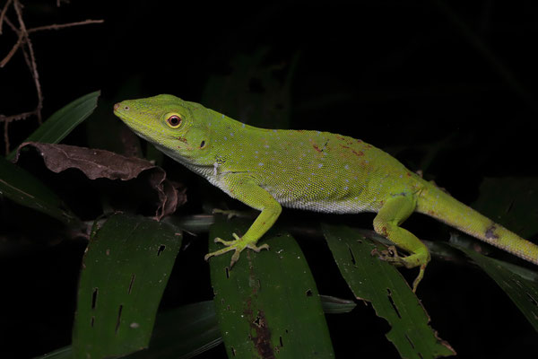 Giant Green Anole (Anolis biporcatus)