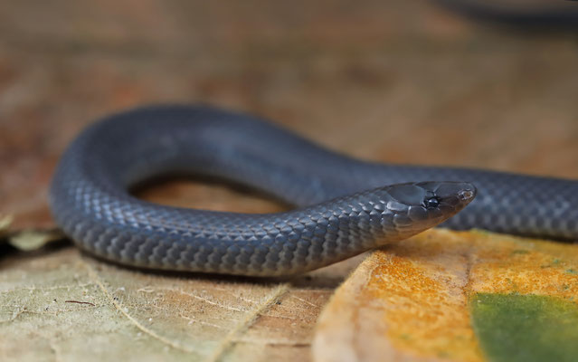 Coffee Earth Snake (Geophis nasalis)