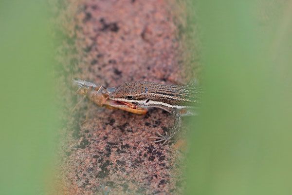 Eastern Variable Skink (Trachylepis varia) eating a grasshopper