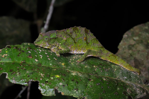 Green Pygmy Chameleon (Rhampholeon viridis) with the more eponymous colouration.