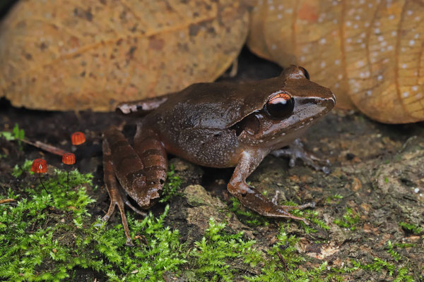 Montane Robber Frog (Craugastor lineatus) 