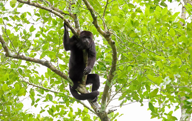 Yucatán Black Howler Monkeys (Alouatta pigra)