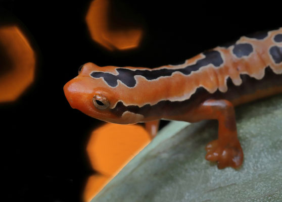 Yellowbelly Mushroomtongue Salamander (Bolitoglossa flaviventris)