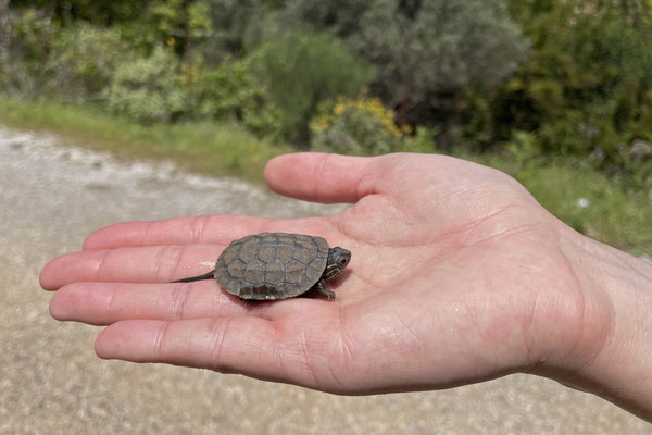 Baby Balkan Terrapin (Mauremys rivulata) rescued from the road. 