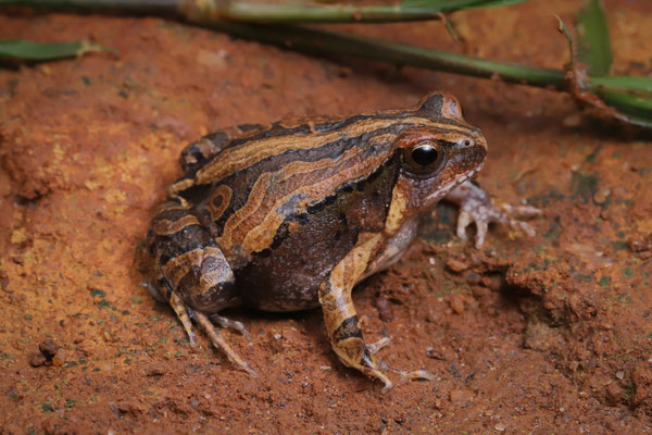 Moquard's Burrowing Frog (Scaphiophryne calcarata)