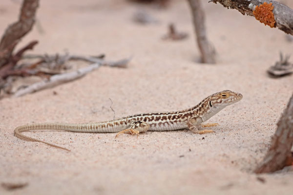 Knox's Desert Lizard (Meroles knoxii)