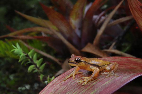 Moustache Bromeliad Tree Frog (Isthmohyla picadoi)