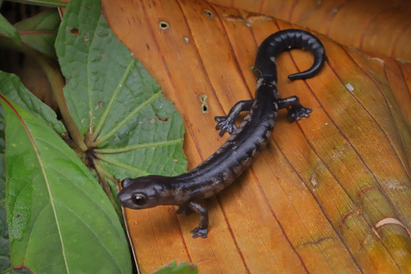 Oaxacan Mushroomtongue Salamander (Bolitoglossa macrinii)