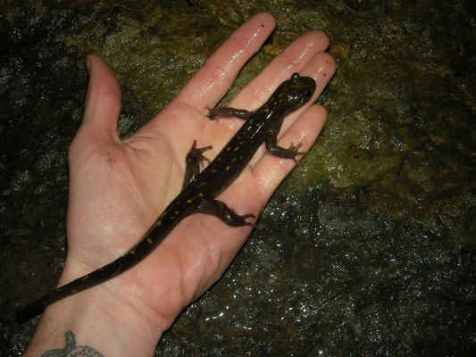 Gorgan Cave Salamander (Paradactylodon persicus) 