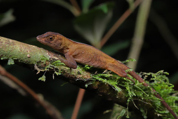 Cloudforest Anole (Anolis pachypus)