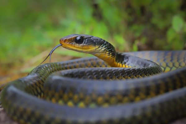 Yellow-spotted Keelback (Chironius flavopictus)