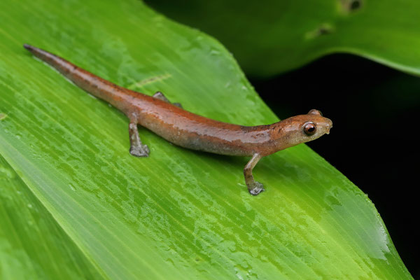 Southern Banana Salamander (Bolitoglossa occidentalis) 
