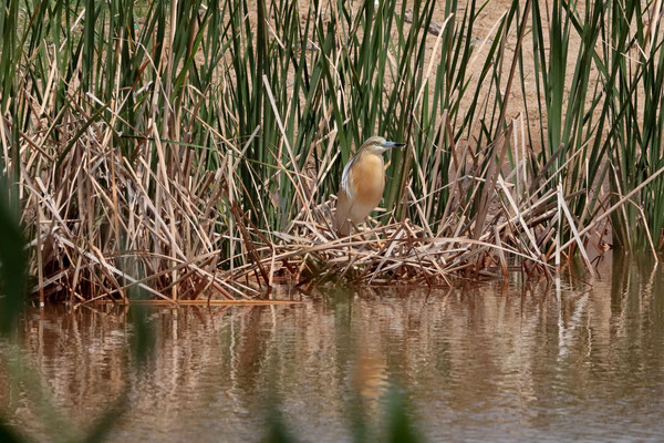 Squacco Heron (Ardeola ralloides)