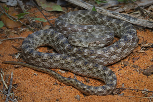 Karimbola Cat Snake (Madagascarophis meridionalis)