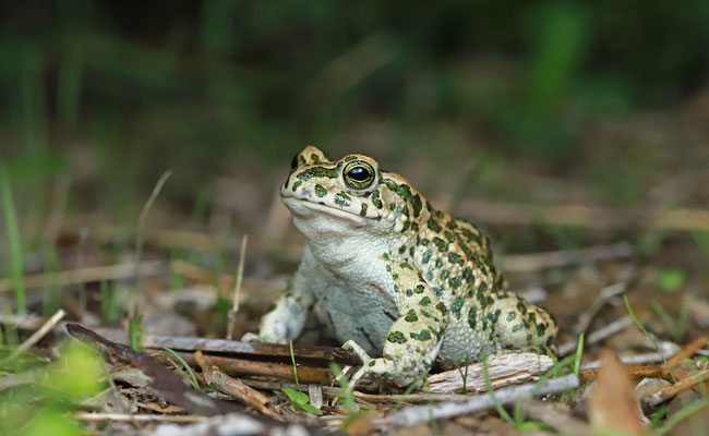 Green Toad (Bufotes viridis balearicus) 