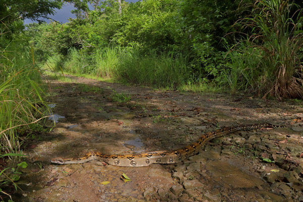 Central American Boa (Boa imperator) crossing the dirt road just before the afternoon rains started.