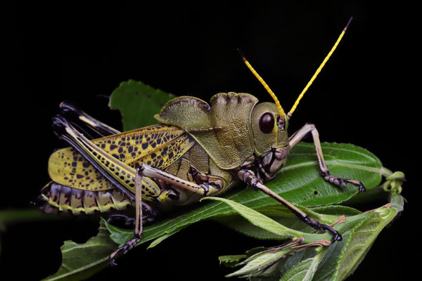 Lemon-horned Lubber Grasshopper (Romalea citricornis)
