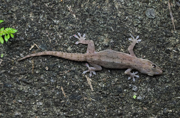 Common House Gecko (Hemidactylus frenatus)