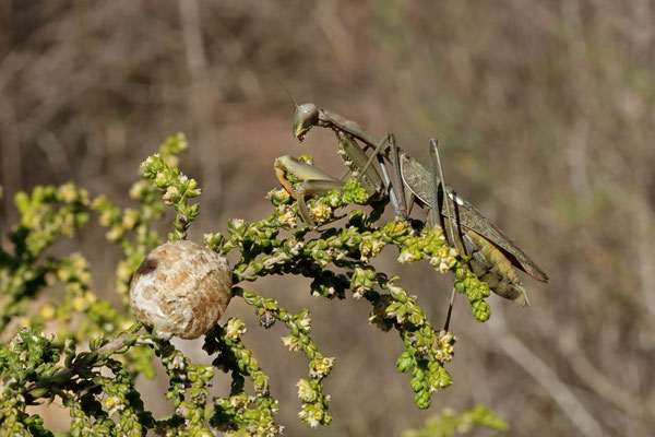 African Mantis (Sphodromantis viridis) female with ootheca.