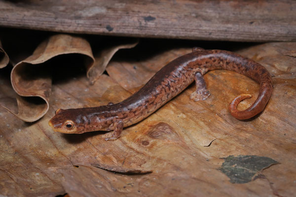Cocle Webfoot Salamander (Bolitoglossa schizodactyla)