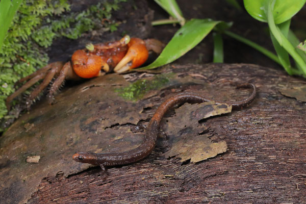 Maritime Worm Salamander (Oedipina maritima)