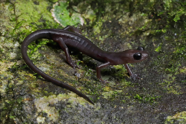 Black Jumping Salamander (Ixalotriton niger) 