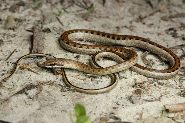 Link-marked Sand Snake (Psammophis biseriatus)