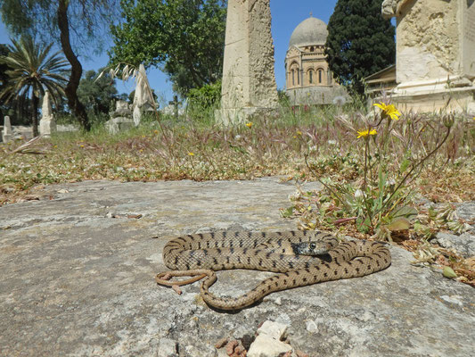 Algerian Whip Snake (Hemorrhois algirus) in habitat