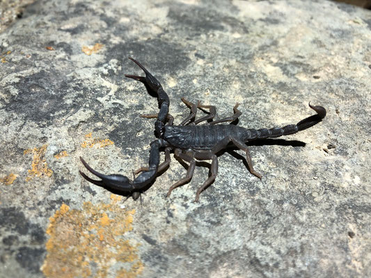 Greek Rock Scorpions (Iurus dufoureius)