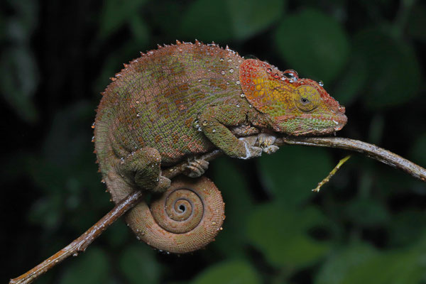 Cryptic Chameleon (Calumma crypticum)