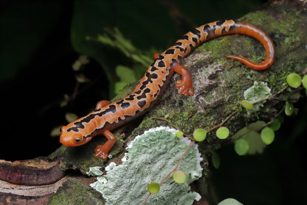 Yellowbelly Mushroomtongue Salamander (Bolitoglossa flaviventris)