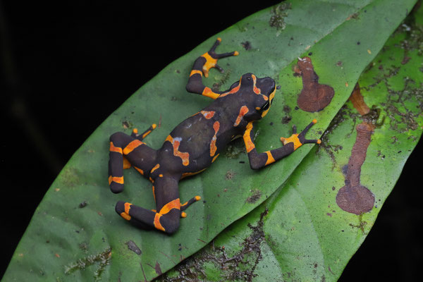 Variable Harlequin Toad (Atelopus varius)