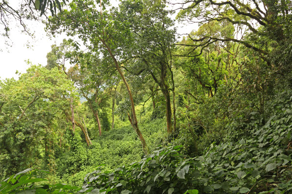 Habitat of Rwenzori Three-horned Chameleon and Boulenger's Pygmy Chameleon (Rhampholeon boulengeri)