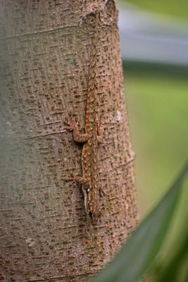 Mulanje Giant Dwarf Gecko (Lygodactylus rex) 
