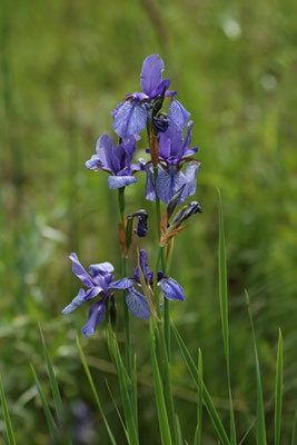 Bearded Iris (Iris germanica)