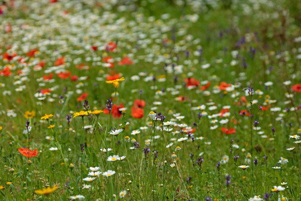 The flower-rich meadows were home to many skinks and butterflies.