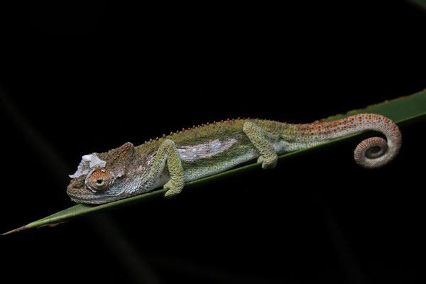 Transvaal Dwarf Chameleon (Bradypodion transvaalense)