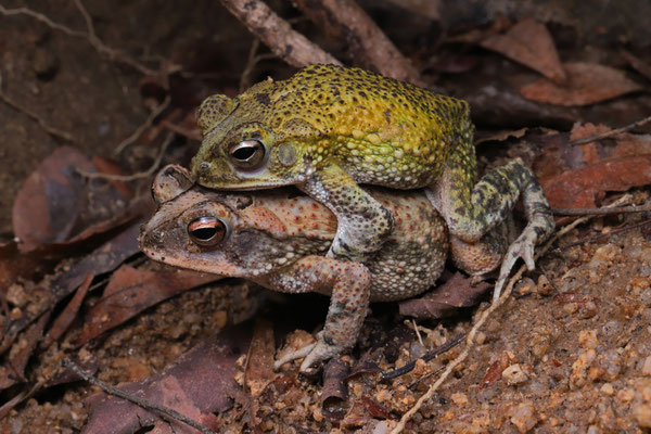 During the breeding season the male Marbled Toads (Incilius marmoreus) gain a bright yellow colouration, while the females remain more drab in colour.