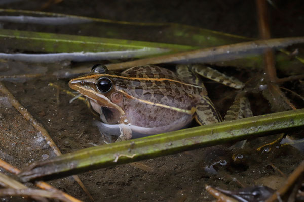 Sharp-nosed Grass Frog (Ptychadena oxyrhynchus) 