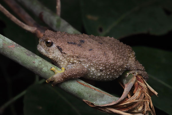 Krefft's Warty Frog (Callulina kreffti) in ambush position on a branch.