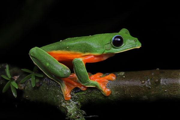Black-eyed Leaf Frog (Agalychnis moreletii)