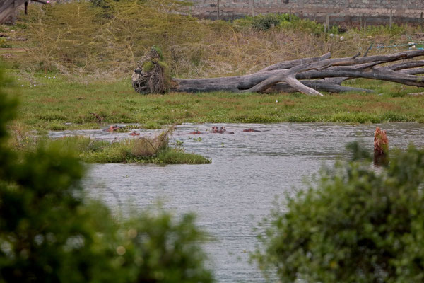 Hippos (Hippopotamus amphibius) resting