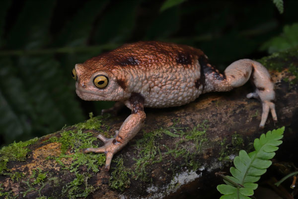 Nguru Warty Frog (Callulina meteora) with striking golden hue on the back.