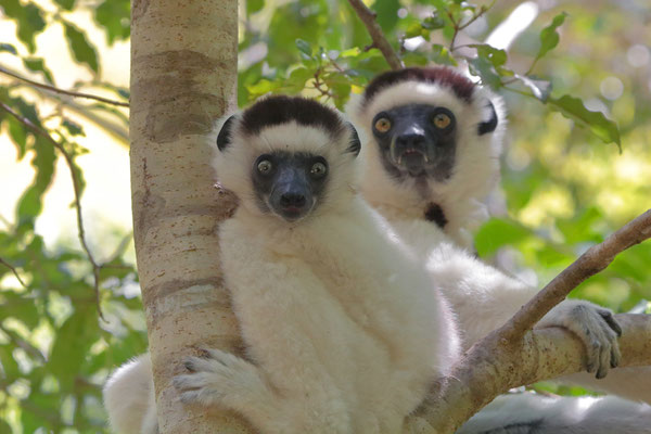 Verreaux's Sifaka (Propithecus verreauxi)
