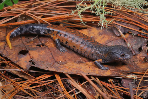 Fire-tail Pinewood Salamander (Pseudoeurycea conanti)