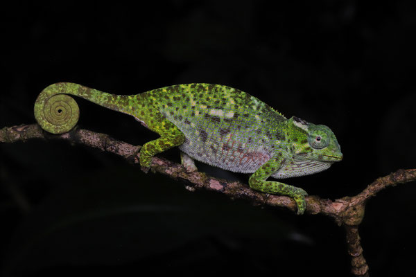 Usambara Two-horned Chameleon (Kinyongia vosseleri) properly awake.