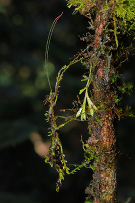 Mossy Stick Insect