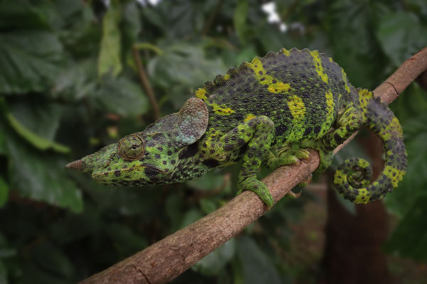 Meller's Chameleon (Trioceros melleri) 